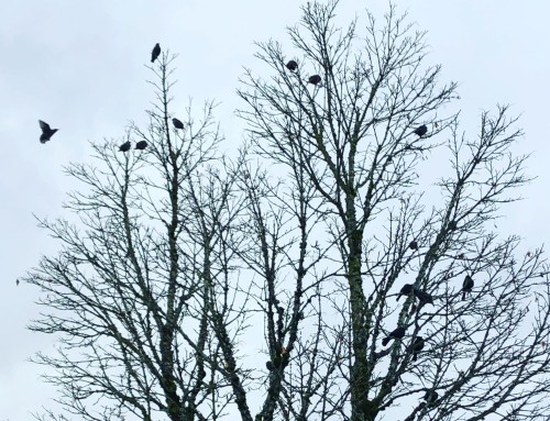 This is not how the day was supposed to go and other Christmas stories